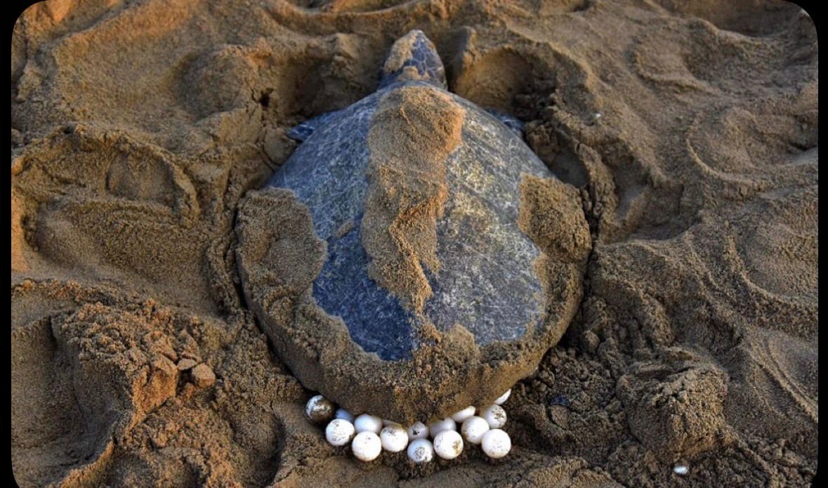 WhatsApp Image 2025 11 25 at 15.16.09