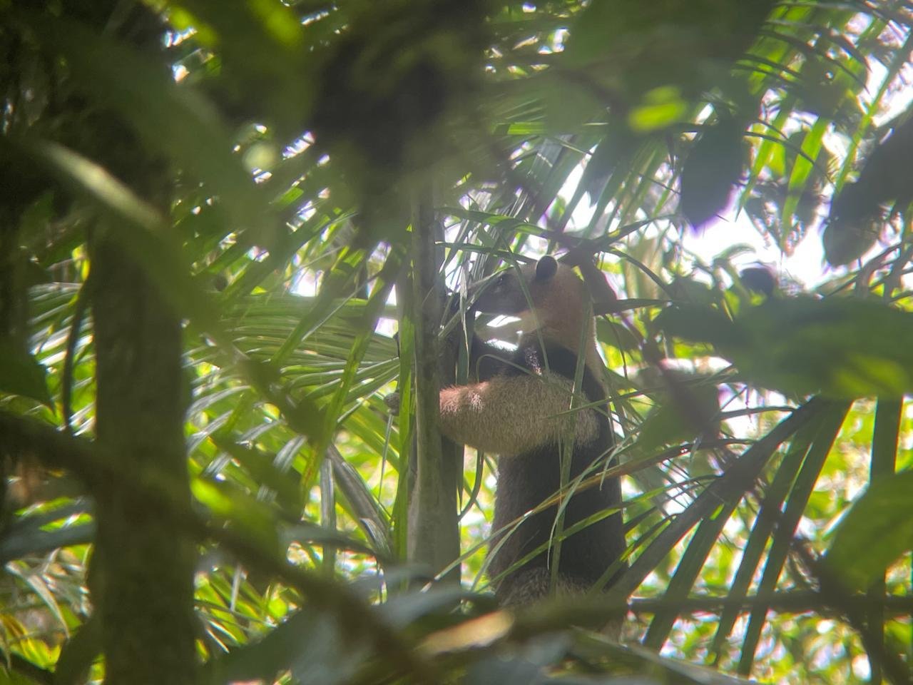 rio celeste trip oso hormiguero
